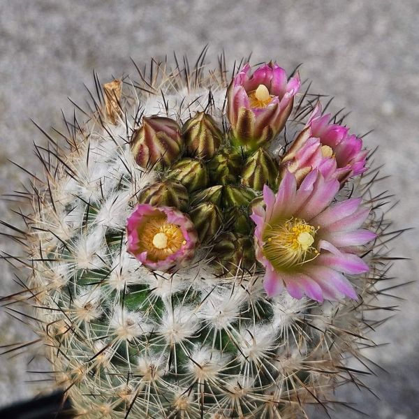 Gymnocactus grzegorzii